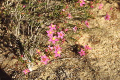 APII jpeg image of Cynanchum viminale subsp. australe,<br/>Calytrix brevifolia  © contact APII