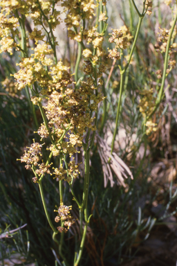 APII jpeg image of Stirlingia latifolia,<br/>Swainsona microphylla  © contact APII