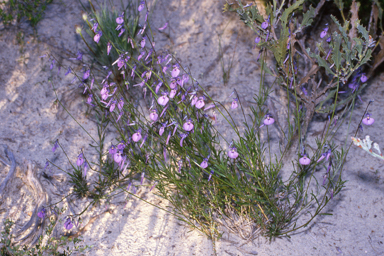 APII jpeg image of Ptilotus nobilis subsp. nobilis,<br/>Hybanthus calycinus  © contact APII