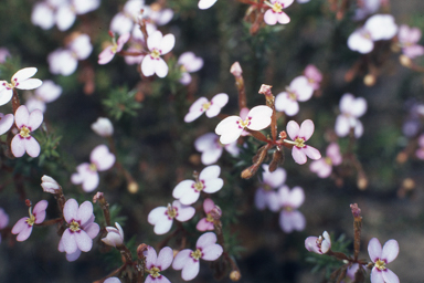 APII jpeg image of Lepidium platypetalum,<br/>Stylidium bulbiferum  © contact APII