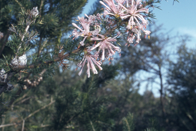 APII jpeg image of Eremophila oppositifolia,<br/>Petrophile axillaris  © contact APII