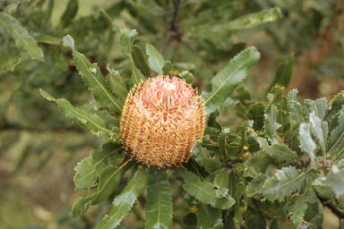 APII jpeg image of Pityrodia lepidota,<br/>Banksia menziesii  © contact APII