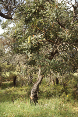 APII jpeg image of Grevillea paradoxa,<br/>Banksia grandis  © contact APII