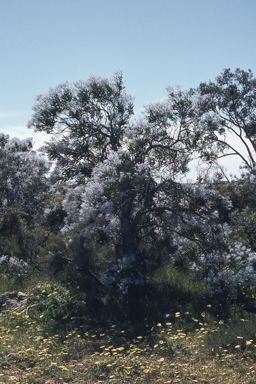 APII jpeg image of Tetratheca efoliata,<br/>Conospermum triplinervium  © contact APII