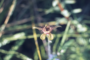 APII jpeg image of Banksia sessilis,<br/>Caladenia discoidea  © contact APII