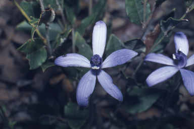 APII jpeg image of Cyanicula sericea  © contact APII