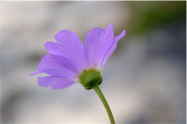 APII jpeg image of Calandrinia balonensis  © contact APII