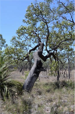 APII jpeg image of Brachychiton populneus subsp. trilobus  © contact APII