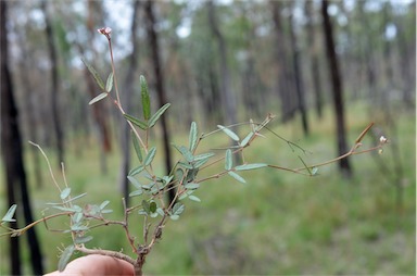 APII jpeg image of Desmodium varians  © contact APII