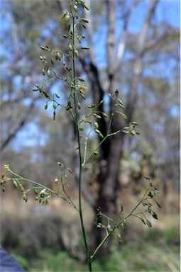 APII jpeg image of Dianella nervosa  © contact APII