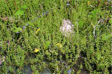 APII jpeg image of Myriophyllum striatum  © contact APII