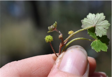 APII jpeg image of Hydrocotyle sibthorpioides  © contact APII