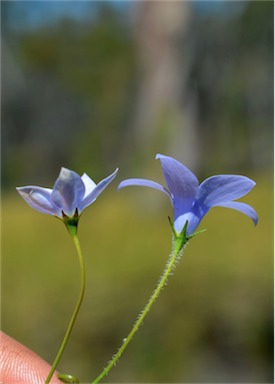 APII jpeg image of Wahlenbergia queenslandica  © contact APII