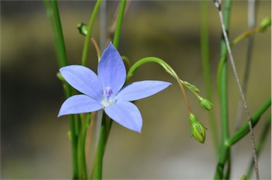 APII jpeg image of Wahlenbergia fluminalis  © contact APII