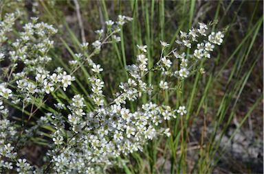 APII jpeg image of Leptospermum polygalifolium subsp. transmontanum  © contact APII