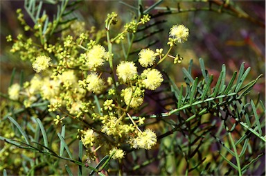 APII jpeg image of Acacia muelleriana  © contact APII