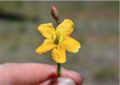 APII jpeg image of Hypericum gramineum  © contact APII