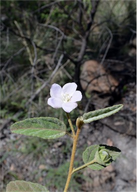 APII jpeg image of Hibiscus sturtii var. sturtii  © contact APII