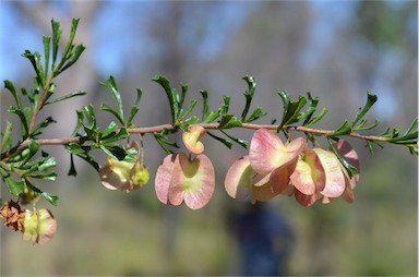 APII jpeg image of Dodonaea peduncularis  © contact APII