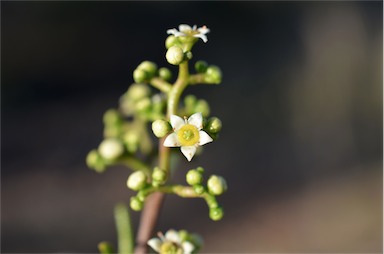 APII jpeg image of Geijera parviflora  © contact APII