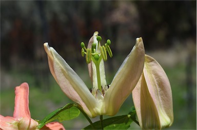 APII jpeg image of Passiflora aurantia var. aurantia  © contact APII