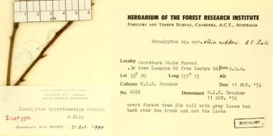 APII jpeg image of Eucalyptus hypostomatica  © contact APII