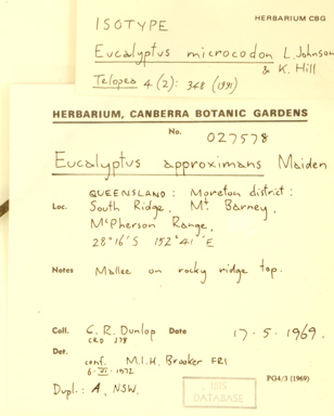 APII jpeg image of Eucalyptus approximans subsp. codonocarpa  © contact APII