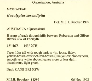 APII jpeg image of Corymbia serendipita  © contact APII