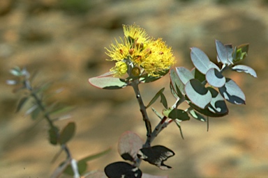 APII jpeg image of Eucalyptus kruseana  © contact APII