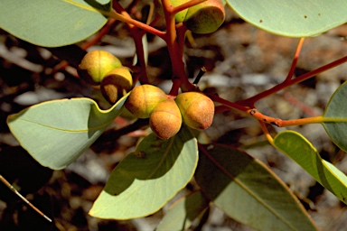 APII jpeg image of Eucalyptus oldfieldii  © contact APII