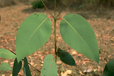 APII jpeg image of Eucalyptus tetrodonta  © contact APII