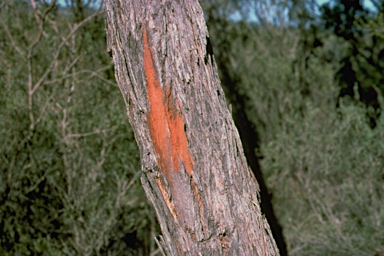 APII jpeg image of Eucalyptus arenacea  © contact APII