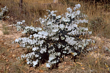 APII jpeg image of Eucalyptus rubida subsp. rubida  © contact APII