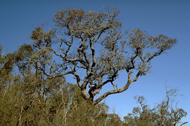 APII jpeg image of Eucalyptus cinerea subsp. triplex  © contact APII