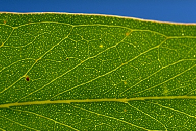 APII jpeg image of Eucalyptus eugenioides x sparsiflora  © contact APII