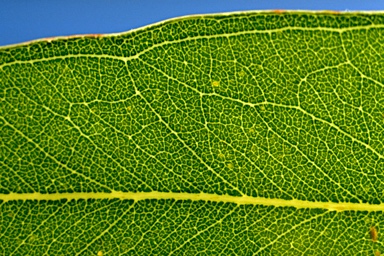 APII jpeg image of Eucalyptus paniculata  © contact APII