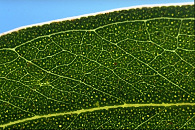 APII jpeg image of Eucalyptus globulus subsp. pseudoglobulus  © contact APII