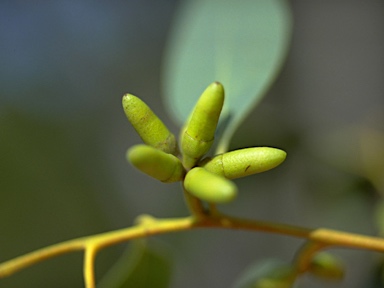 APII jpeg image of Eucalyptus prava  © contact APII