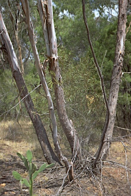 APII jpeg image of Eucalyptus viridis  © contact APII