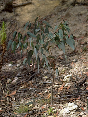 APII jpeg image of Eucalyptus campanulata  © contact APII