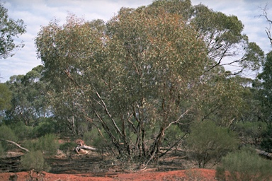 APII jpeg image of Eucalyptus socialis subsp. socialis  © contact APII