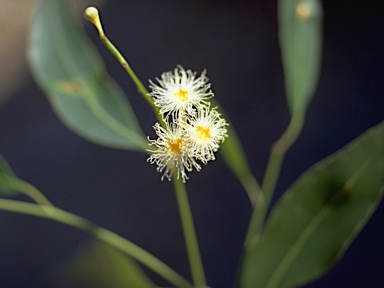 APII jpeg image of Eucalyptus microcorys  © contact APII