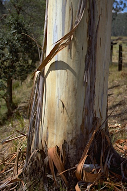 APII jpeg image of Eucalyptus dunnii  © contact APII