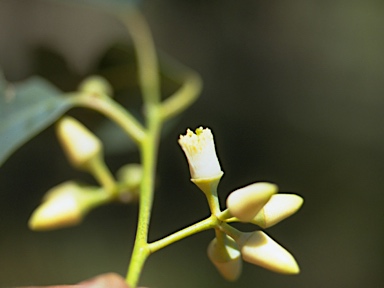 APII jpeg image of Eucalyptus glaucina  © contact APII