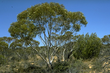 APII jpeg image of Eucalyptus olivina  © contact APII