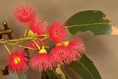 APII jpeg image of Eucalyptus leucoxylon subsp. leucoxylon  © contact APII