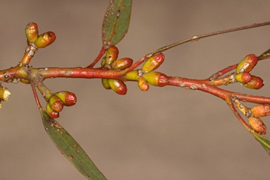 APII jpeg image of Eucalyptus phenax subsp. phenax  © contact APII