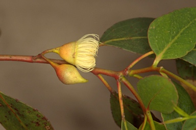 APII jpeg image of Eucalyptus leucoxylon subsp. megalocarpa  © contact APII