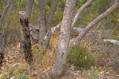 APII jpeg image of Eucalyptus goniocalyx subsp. viridissima  © contact APII