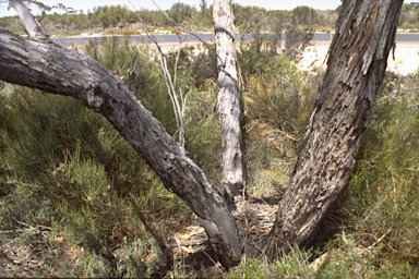 APII jpeg image of Eucalyptus aromaphloia subsp. sabulosa  © contact APII